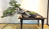  На юбилейной выставке Toronto Bonsai Society, посвященной 60-летию этого общества...