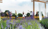 На ферме Lavender-Blu...