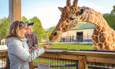 Safari Niagara является домом для более чем 1000 видов животных со всего мира...