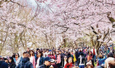 Цветение сакуры можно увидеть повсюду в High Park...